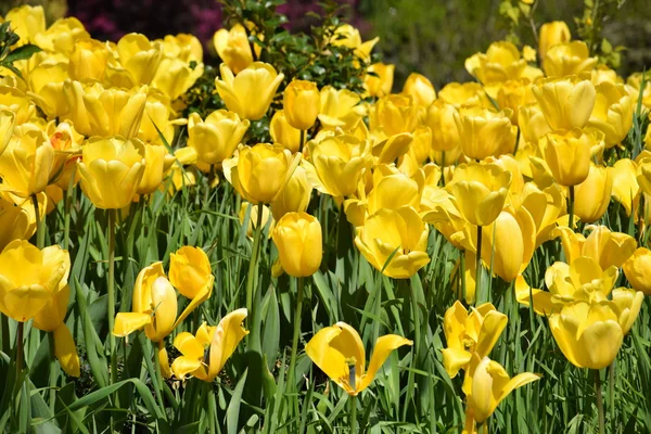 Colorful Tulip Flowers — Stock Photo, Image
