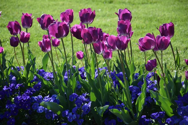 カラフルなチューリップの花 — ストック写真