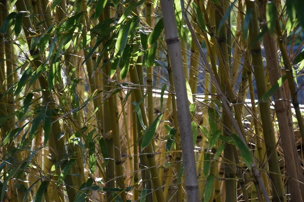 Бамбуковые плантации в дикой природе — стоковое фото