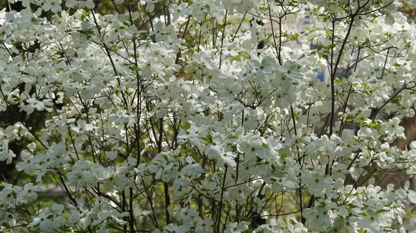 Cherry Blossom Trees Spring — Stock Photo, Image