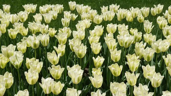 Gelbe Tulpen im Frühling — Stockfoto