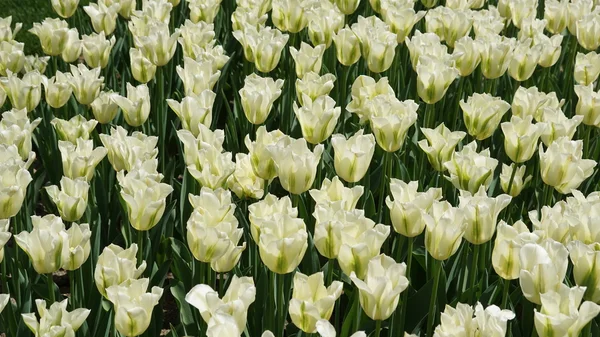 Żółte tulipany wiosną — Zdjęcie stockowe