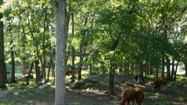 Çiftlikteki inekler