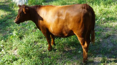 Çiftlikteki inekler