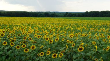 Connecticut ayçiçeği çiftlik