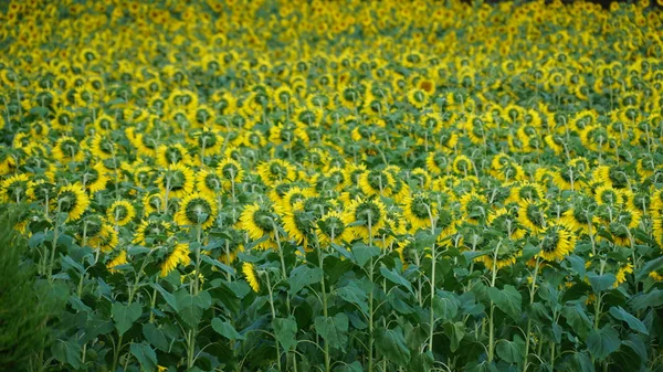 Granja de girasol en Connecticut —  Fotos de Stock