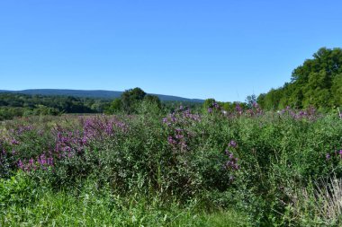 KERHONKSON, NY - 5. SEP 5: Fields at Kelders Farm, Kerhonkson, New York, as seen at Sep 5, 2021.