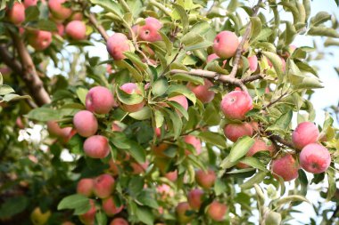 Meyve bahçesinde büyüyen elmalar