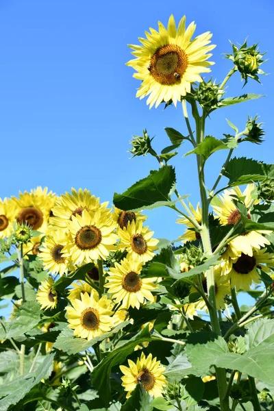 Sonnenblumen Auf Einem Feld — Stockfoto
