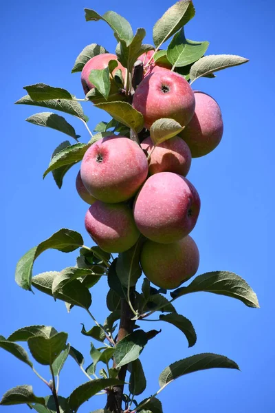 Cultivar Manzanas Huerto —  Fotos de Stock