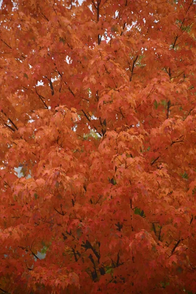 Colores Otoño Nueva Inglaterra — Foto de Stock