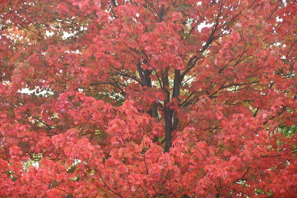 Fall Colors New England Usa — Stock Photo, Image