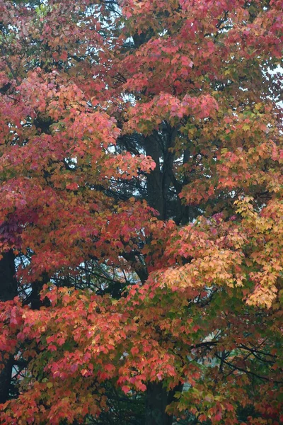 Couleurs Automne Nouvelle Angleterre Usa — Photo