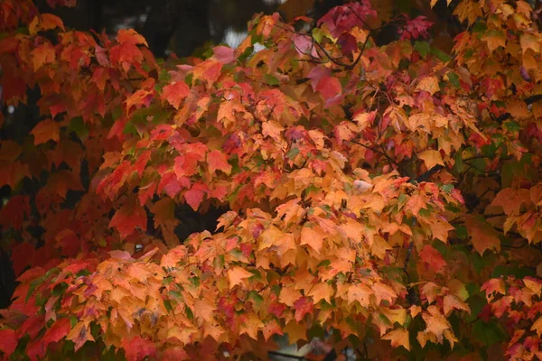 Herbstfarben Neuengland Usa — Stockfoto