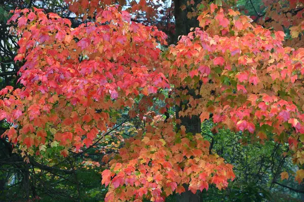 Herbstfarben Neuengland Usa — Stockfoto