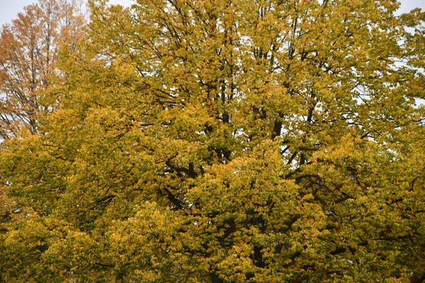 Kolory Jesieni Nowej Anglii Usa — Zdjęcie stockowe