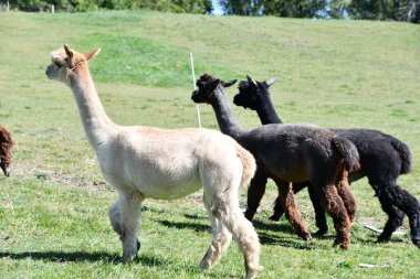 Çiftlikteki Dost Alpakalar
