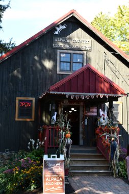 BLOOMFIELD, New York - 19 Eylül 2020 'de görüldüğü üzere Bloomfield, New York' ta Tembel Acre Alpaka.