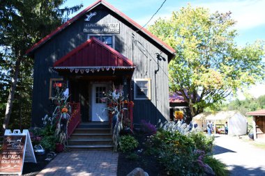 BLOOMFIELD, New York - 19 Eylül 2020 'de görüldüğü üzere Bloomfield, New York' ta Tembel Acre Alpaka.