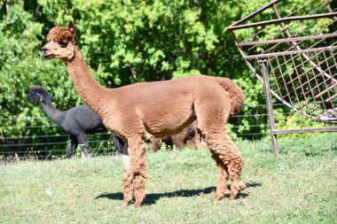 BLOOMFIELD, New York - 19 Eylül 2020 'de görüldüğü üzere Bloomfield, New York' ta Tembel Acre Alpaka.