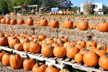 VICTOR, New York - 19 Sep 2020 'de görüldüğü üzere, New York' taki Duvall Çiftliği 'ndeki Elma Çiftliği ve Balkabağı Sarayı.