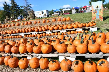 VICTOR, New York - 19 Sep 2020 'de görüldüğü üzere, New York' taki Duvall Çiftliği 'ndeki Elma Çiftliği ve Balkabağı Sarayı.