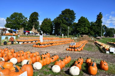 VICTOR, New York - 19 Sep 2020 'de görüldüğü üzere, New York' taki Duvall Çiftliği 'ndeki Elma Çiftliği ve Balkabağı Sarayı.