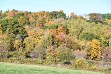 Litchfield Hills 'teki Sonbahar Renkleri New Milford, Connecticut' tan