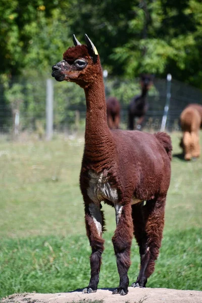 Alpacas Amigables Una Granja — Foto de Stock