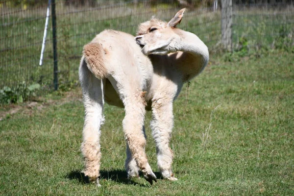 Φιλικά Alpacas Ένα Αγρόκτημα — Φωτογραφία Αρχείου