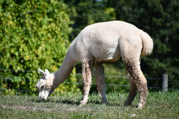 Přátelské Alpaky Farmě — Stock fotografie