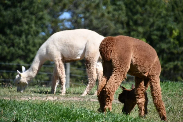 Alpagas Sympathiques Sur Une Ferme — Photo