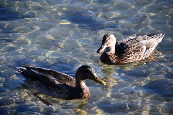 Patos Lago — Fotografia de Stock