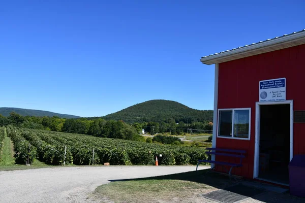 Naples Sep Grape Farm Jeromes Pick Grapes Naples New York — Stock Photo, Image