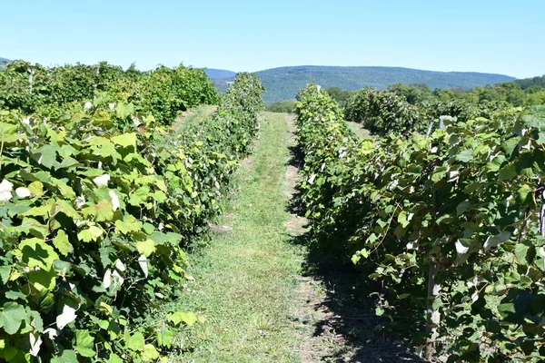 Naples Sep Druivenboerderij Bij Jeromes Pick Druiven Napels New York — Stockfoto