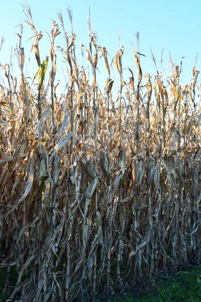 Laberinto Maíz Una Granja — Foto de Stock