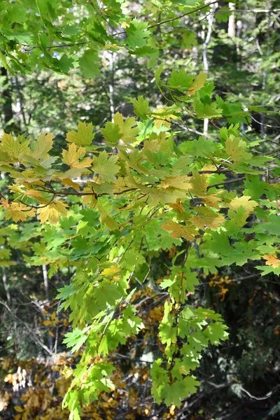 Liebhaber Springen State Park New Milford Connecticut — Stockfoto