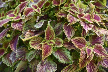 Bahçedeki renkli bitkiler