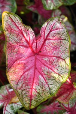 Bahçedeki renkli bitkiler