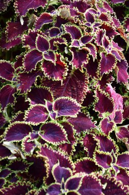 Bahçedeki renkli bitkiler