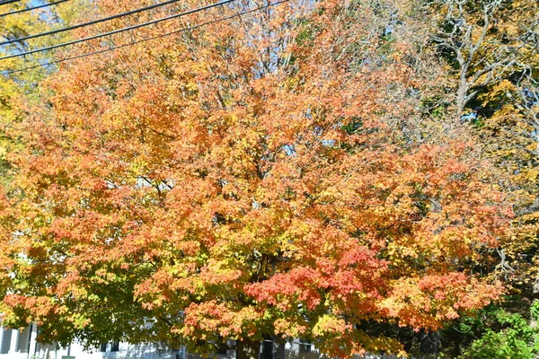 ニューイングランドの秋の色 Usa — ストック写真