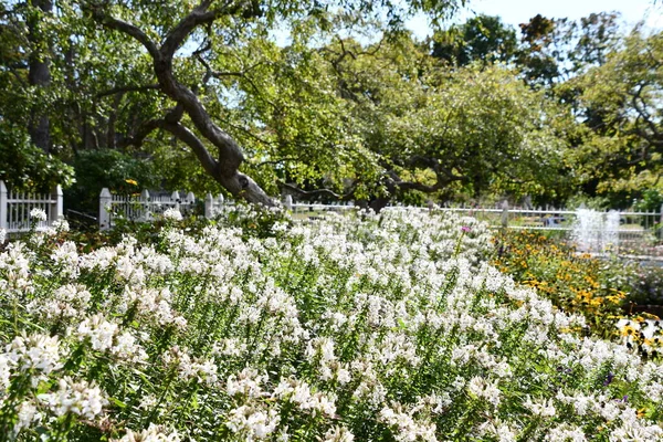 Portsmouth Oct Flower Garden Prescott Park Portsmouth New Hampshire Seen — Stock Photo, Image