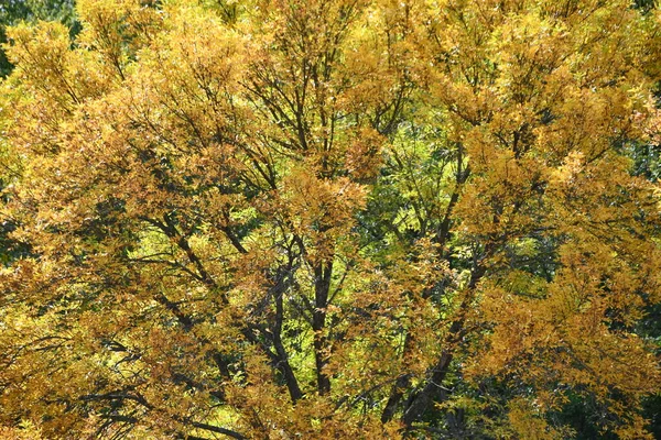 Fall Colors New England Usa — Stock Photo, Image