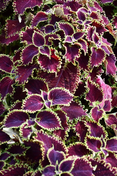 Bahçedeki renkli bitkiler