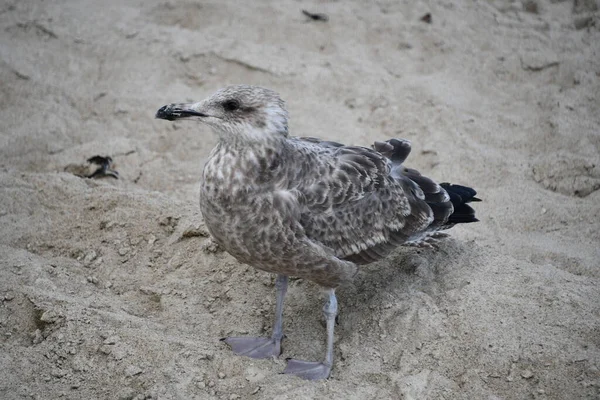 Une Mouette Dans Sable — Photo