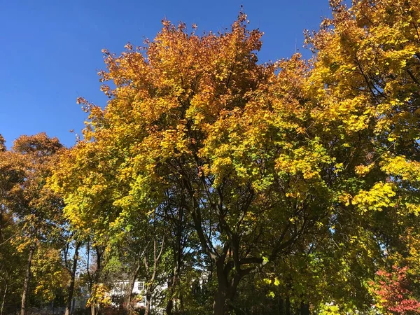 コネチカット州ニューカナンの秋の色 — ストック写真