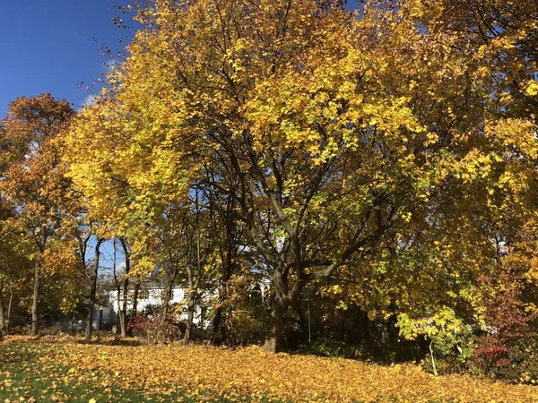 康涅狄格州新迦南的秋天色彩 — 图库照片