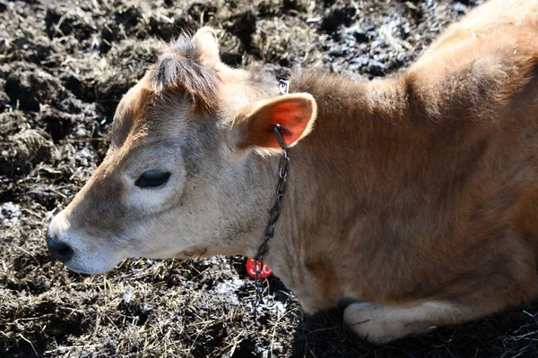 Μια Αγελάδα Μια Φάρμα — Φωτογραφία Αρχείου