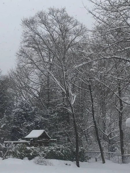 Winter Snow Day Connecticut — Stock Photo, Image