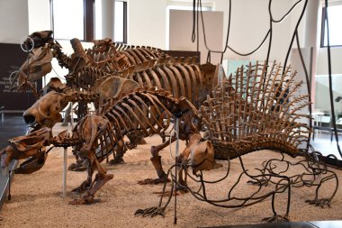 NEW YORK, New York - 21 Mart 2021 'de Manhattan, New York' taki Amerikan Doğal Tarih Müzesi.